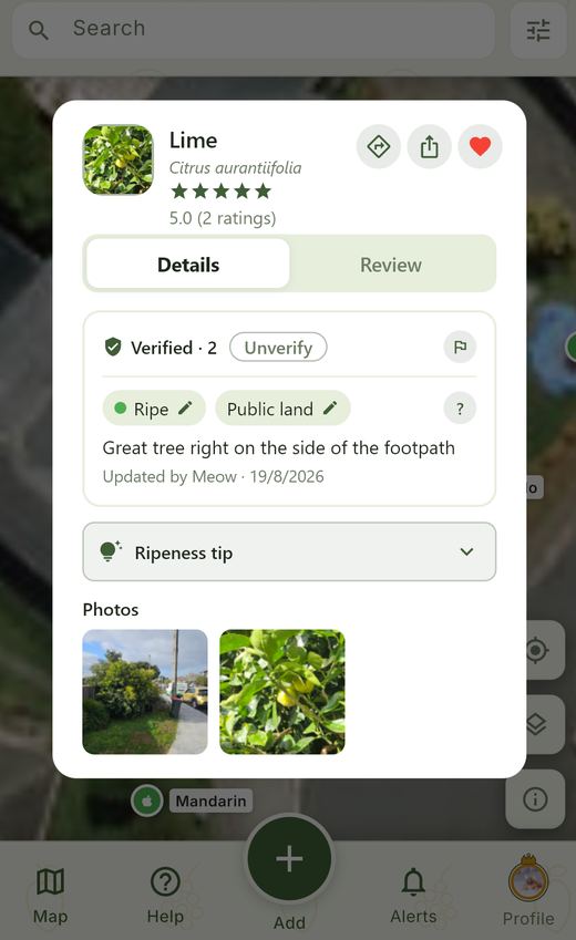 Detail view of a lime tree location